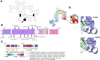 Case report: Primary immunodeficiency due to a novel mutation in CARMIL2 and its response to combined immunomodulatory therapy